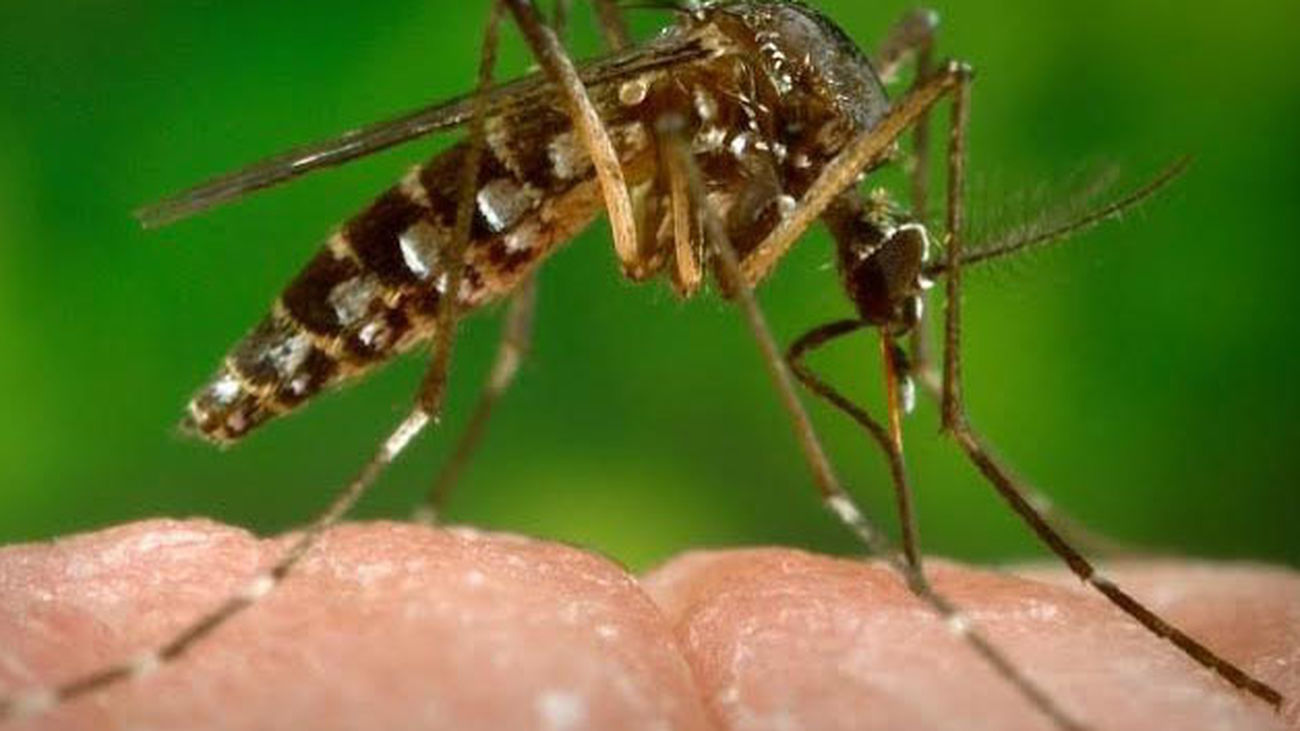 Getafe pide colaboración vecinal contra los focos de mosquito tigre