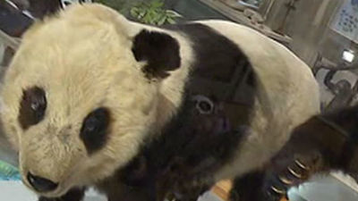 Chu-Lin, disecado en el Museo Nacional de Ciencias Naturales