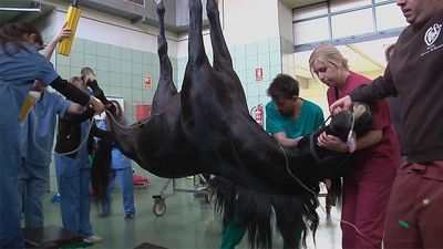 Animalia: Cómo transportar un caballo de 500 kilos