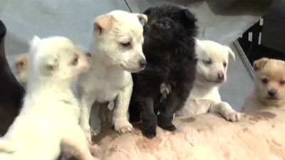 100X100 Mascota promueve el respeto hacia los animales en San Isidro