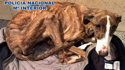 Detenido tras abandonar a su galgo malherido y malnutrido en Usera