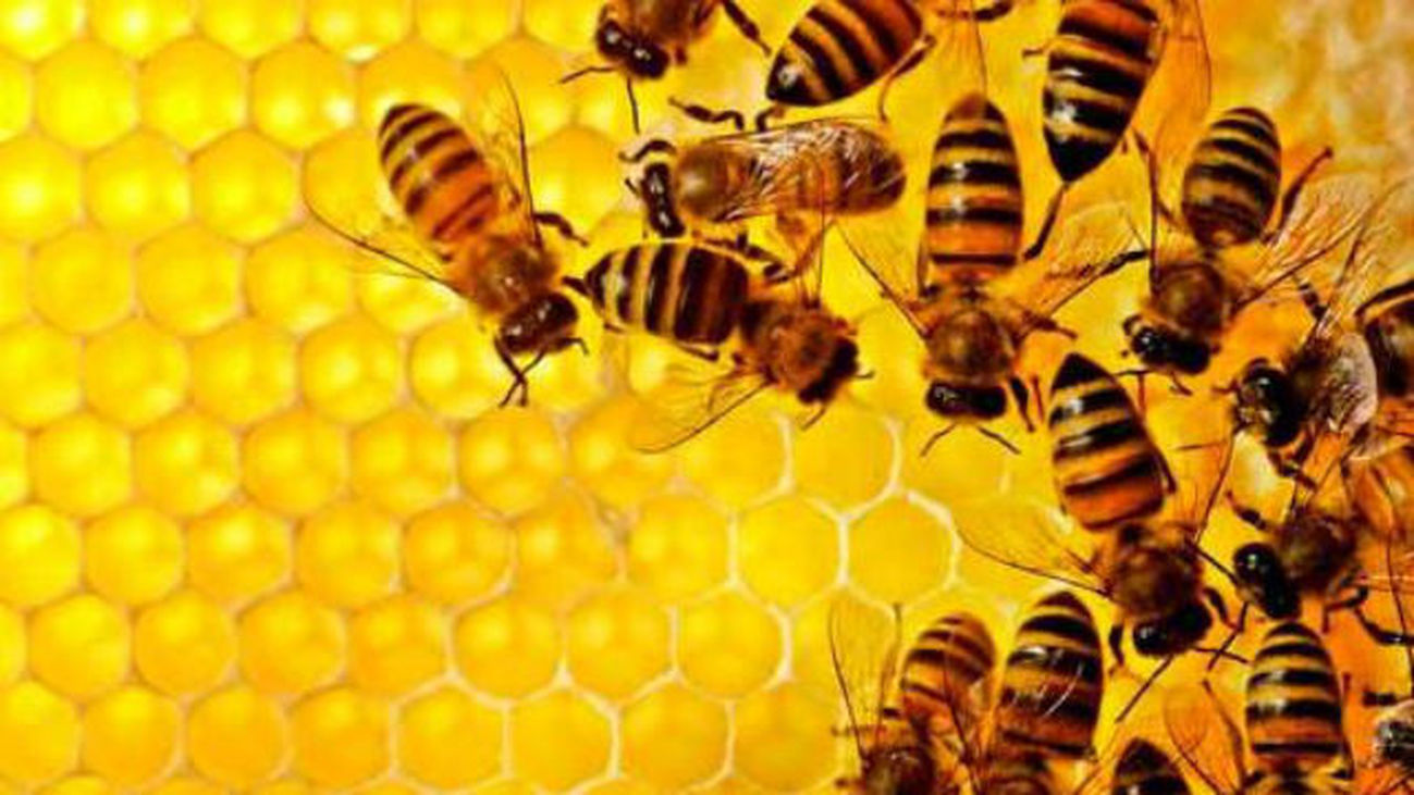 La Comunidad incluye a las abejas en un registro de explotaciones ganaderas