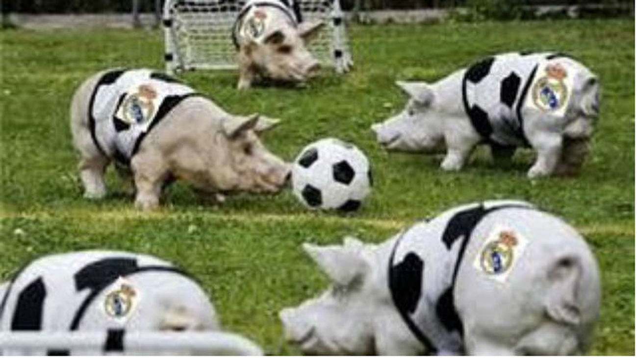 Stoichkov compara a los jugadores del Real Madrid con cerdos