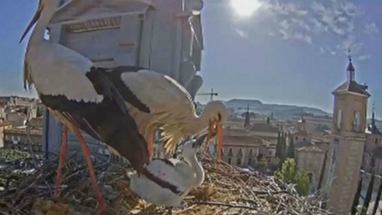 El Ayuntamiento de Alcalá instala webcam en el tejado para poder ver las cigüeñas