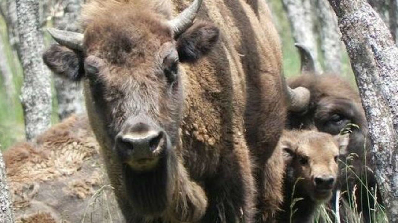 Nace en León el primer bisonte europeo en 10.000 años