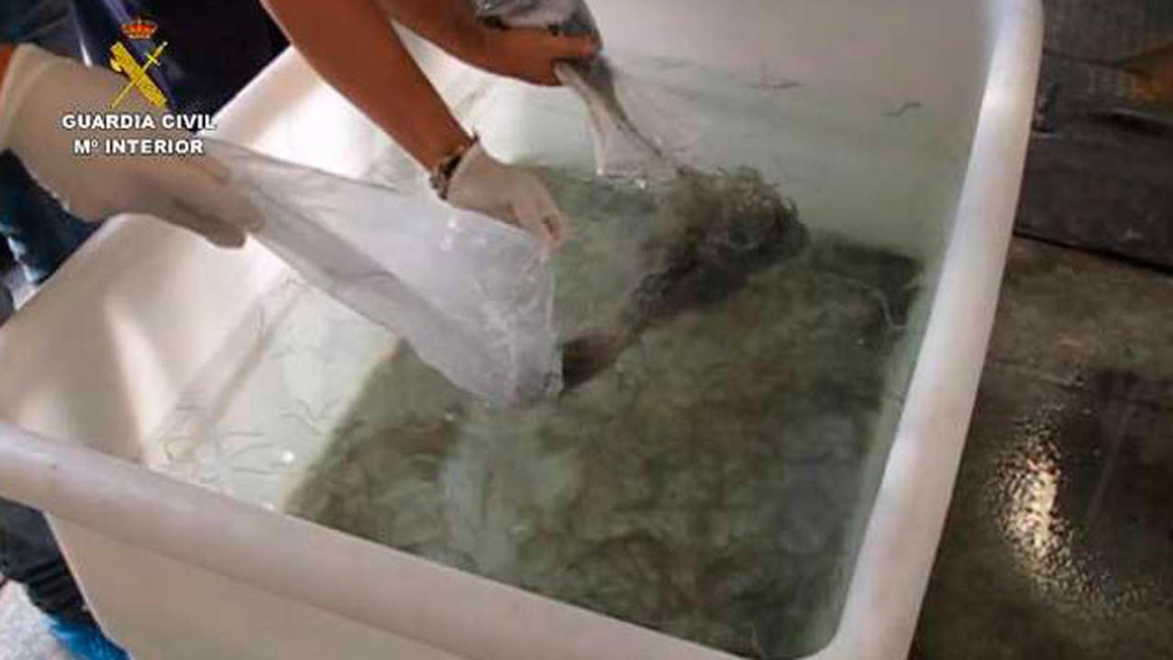 Desarticula una red que exportaba ilegalmente más de 2,5 toneladas de angulas
