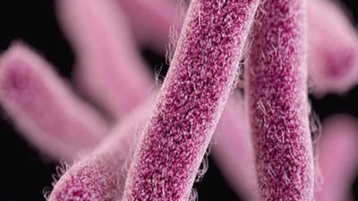 Bacterias y  metabolomas en el intestino determinan los rasgos de nuestra personalidad