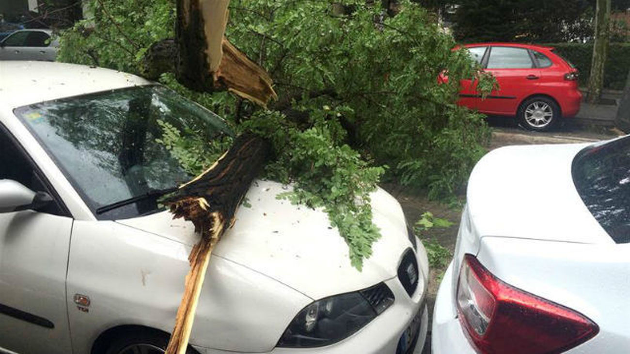 Un árbol caído sobre los coches en la calle Maqueda, en el madrileño barrio de Aluche