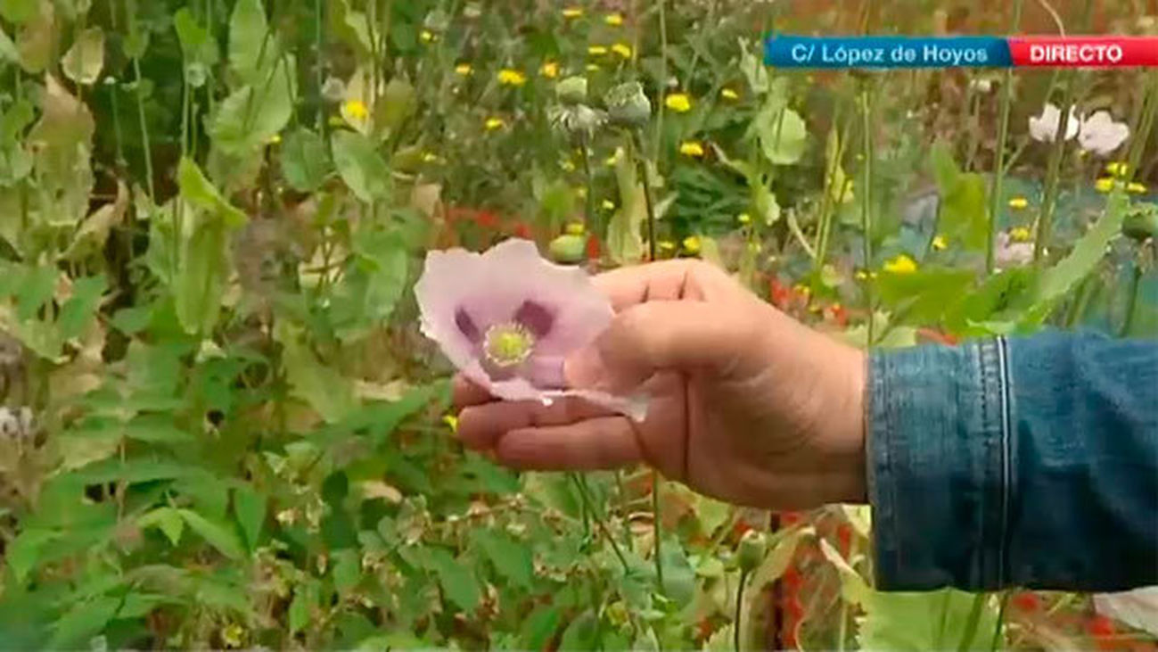 Cientos de plantas de opio en el centro de Madrid