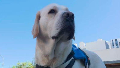 La Comunidad implanta terapias con animales  en las residencias de mayores de la región