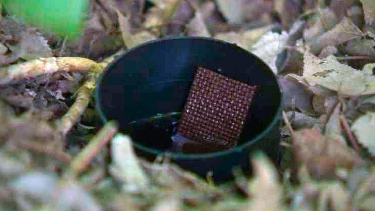 Madrid activa el plan de vigilancia contra el virus Zika