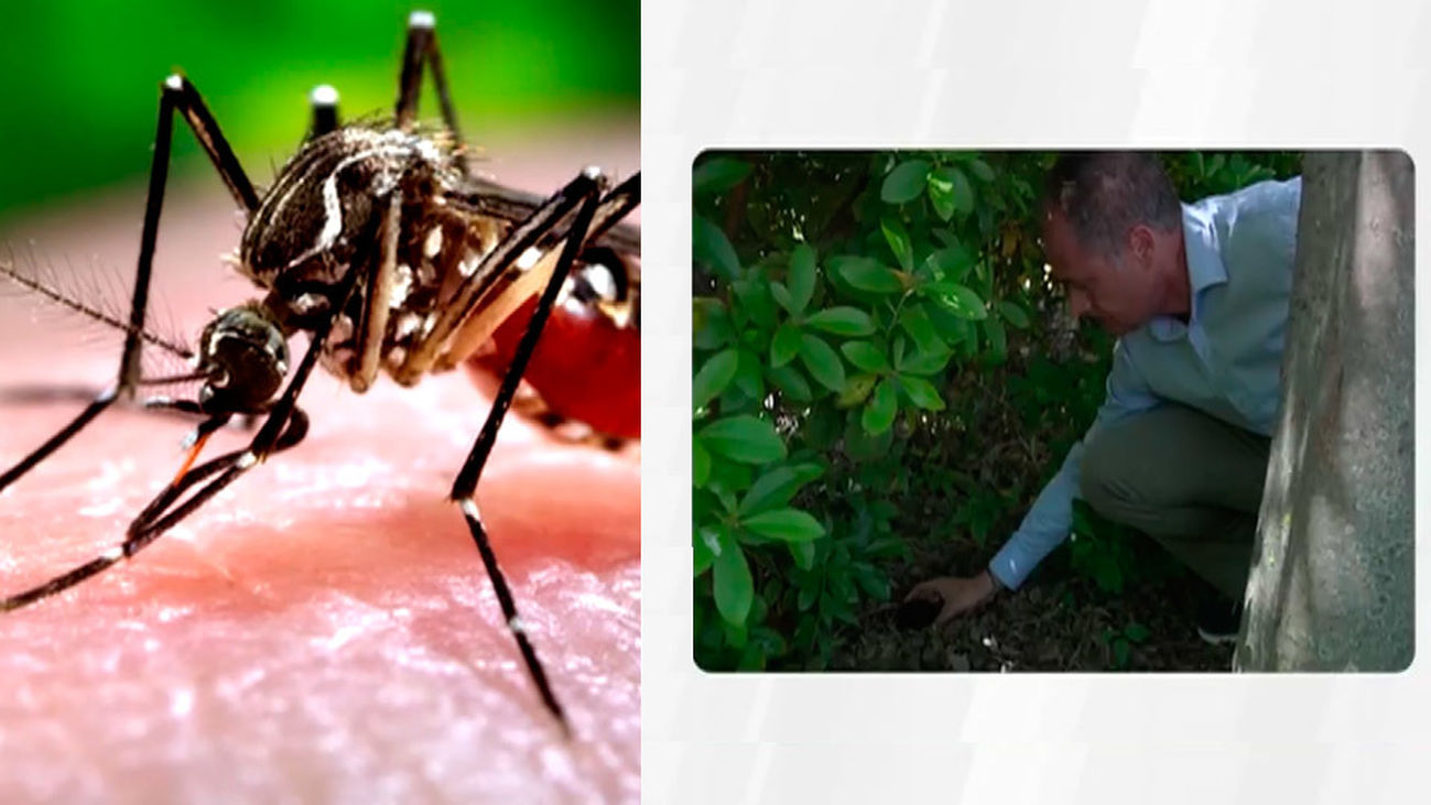 Doscientas trampas contra el mosquito tigre