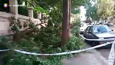 El viento derriba un árbol en el Paseo Imperial de Madrid sin heridos