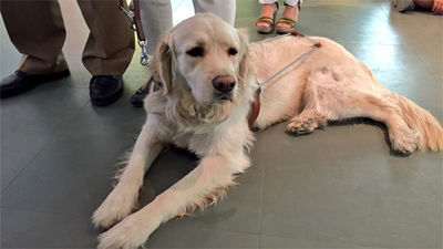 Madrid celebra el 25 aniversario de la Fundación ONCE del perro guía