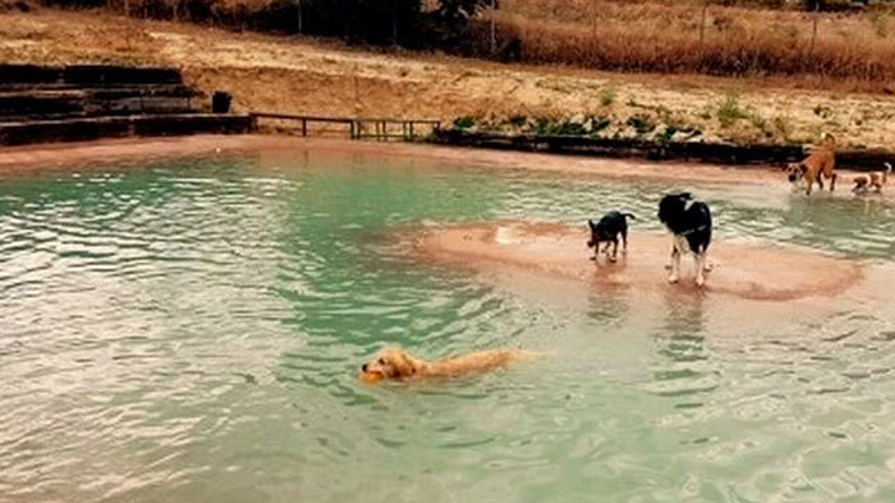 Ya está abierta la primera piscina para perros en Madrid