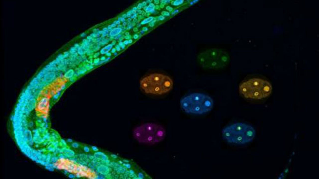 Identifican el  papel de la proteína en el ensamblaje celular y la segregación cromosomas