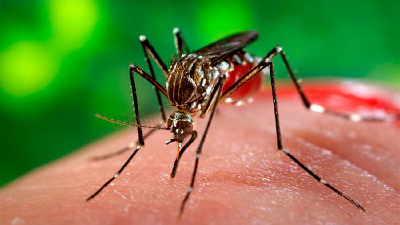 Mosquito virus Zika