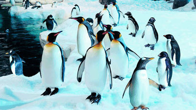 Un recorrido nocturno con mucho misterio en Faunia