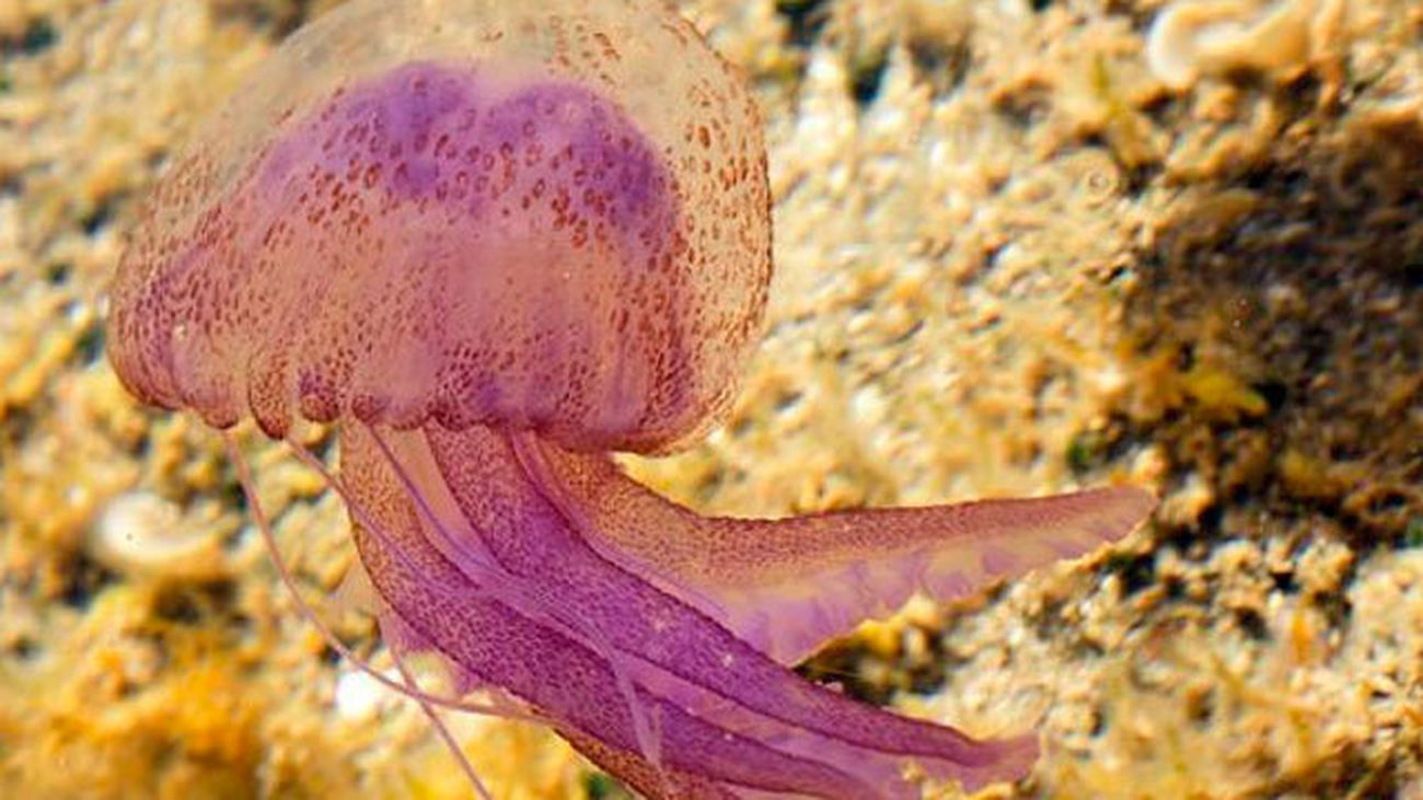 medusas en el Mediterráneo