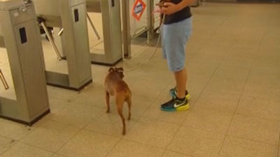 Los perros se estrenan como usuarios del Metro de Madrid