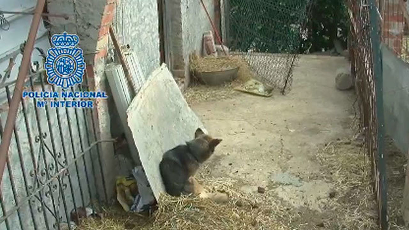 Detenido un hombre de 57 años por maltrato animal en Rincón de la Victoria, Málaga