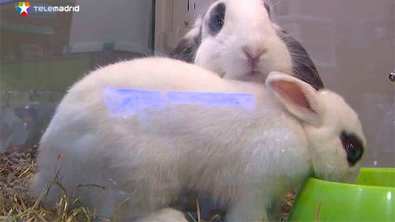 ¿Prohibir la venta de animales en tiendas y comercios de la Comunidad?