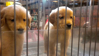 Aprobada la Ley de Protección de animales de compañía en Madrid