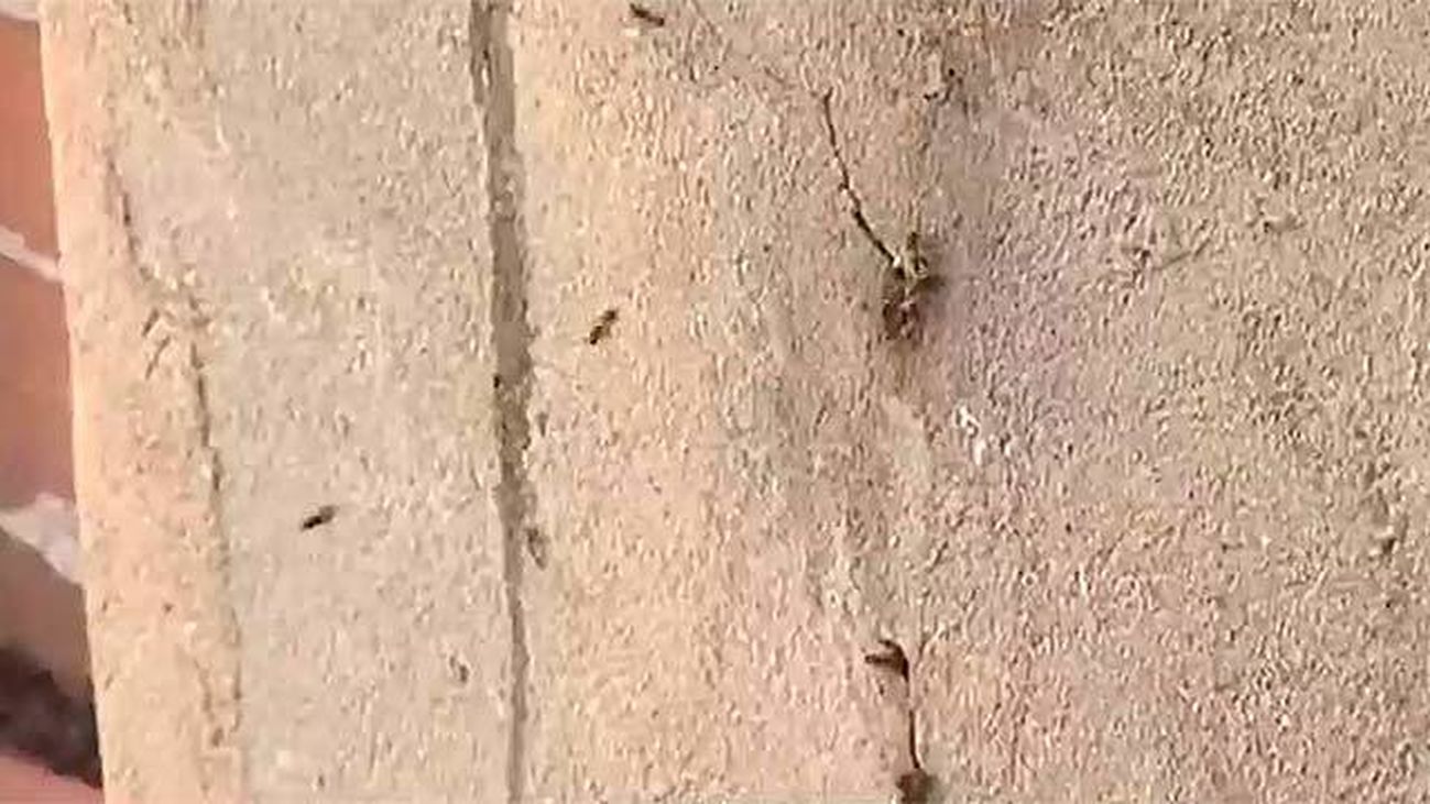 Atemorizados por las abejas en Camarma de Esteruelas