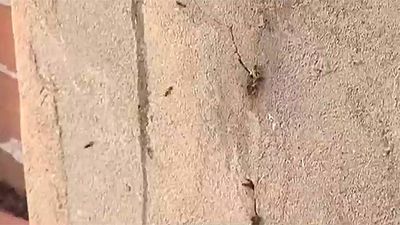 Atemorizados por las abejas en Camarma de Esteruelas