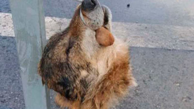 Investigan a 20 personas que reclamaban ayudas por supuestos daños producidos por lobos