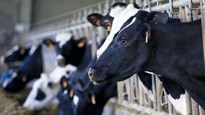 Bruselas presentará nuevas medidas para levantar los precios del sector lácteo