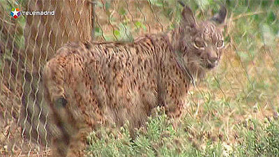 Hallan muerto a un lince de dos años en un coto de la provincia de Jaén