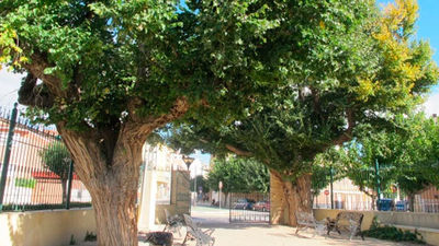 Árboles antiguos de Rivas aparecen muertos tras ser maltratados con taladros