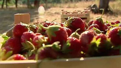 La fresa de moda, made in Madrid