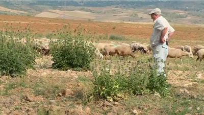 Talamanca del Jarama: Los oficios perdidos, que no olvidados