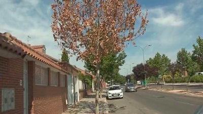 Se busca al asesino de árboles de Rivas Vaciamadrid