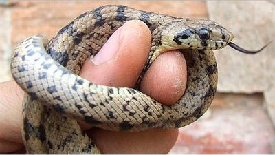 Capturan una serpiente en la habitación donde dormía un bebé en Zaragoza