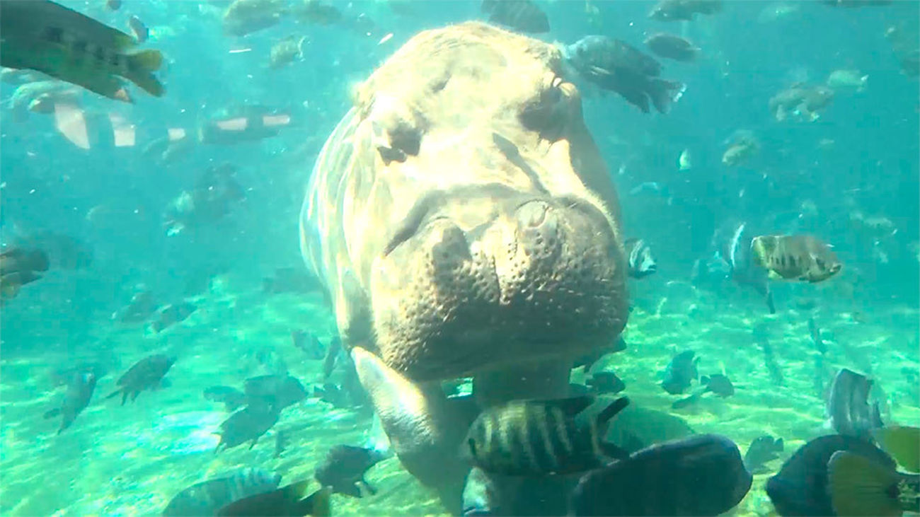 Parque zoológico de Saint Louis