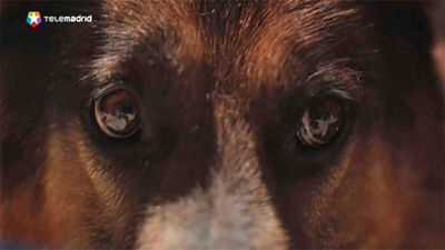 Guardia Civil lanza una campaña para concienciar sobre el maltrato animal