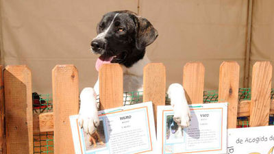 Las mascotas acogidas por el Ayuntamiento encuentran hogar por internet