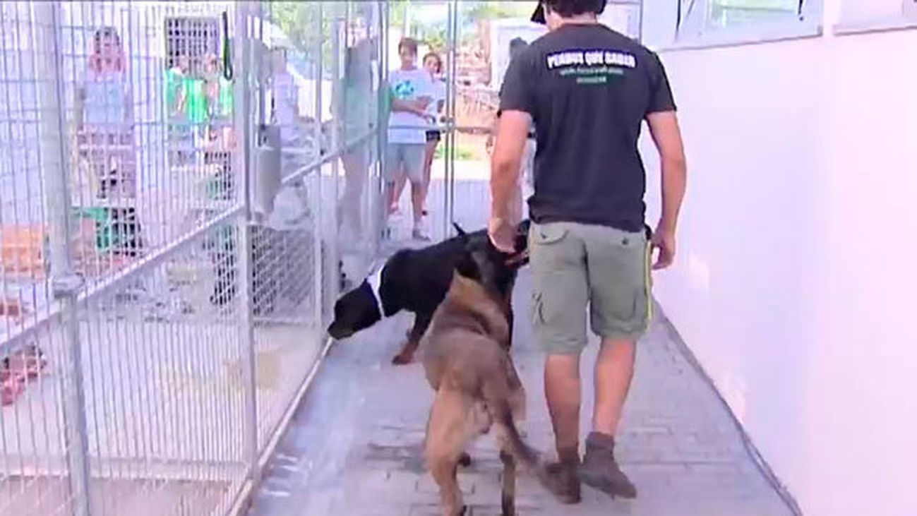 STOP al abandono animal