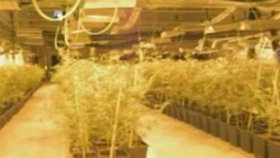 Tres detenidos de una organización especializada en el cultivo de marihuana en Villalba