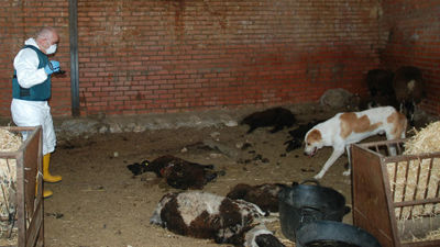 Intervenida una explotación con animales moribundos y hasta en estado de putrefacción