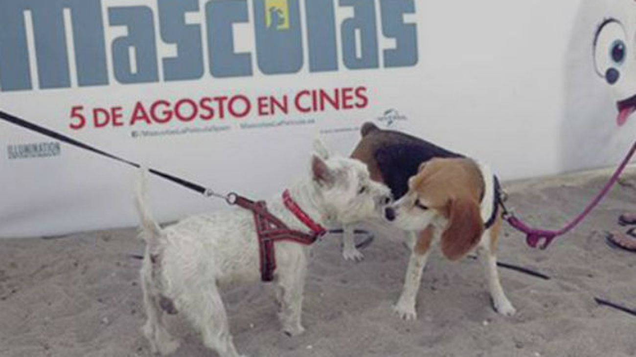 Trueno y otros 34 canes, primeros perros que van a una sala de cine
