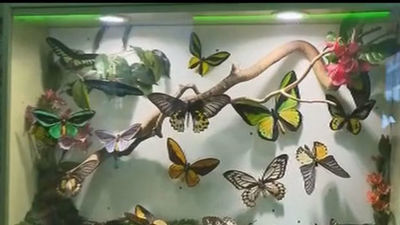 San Lorenzo inaugura el InsectPark, un "museo" de insectos en Guadarrama