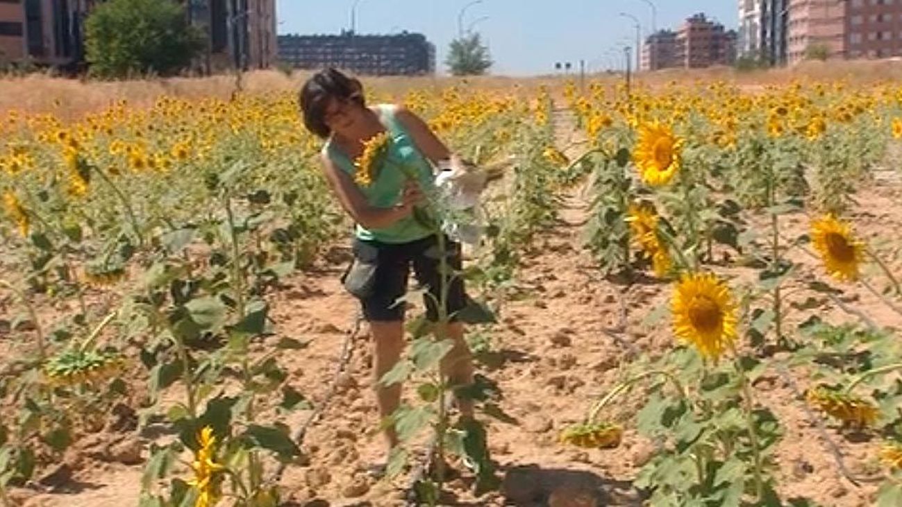 Los girasoles florecen en Vallecas