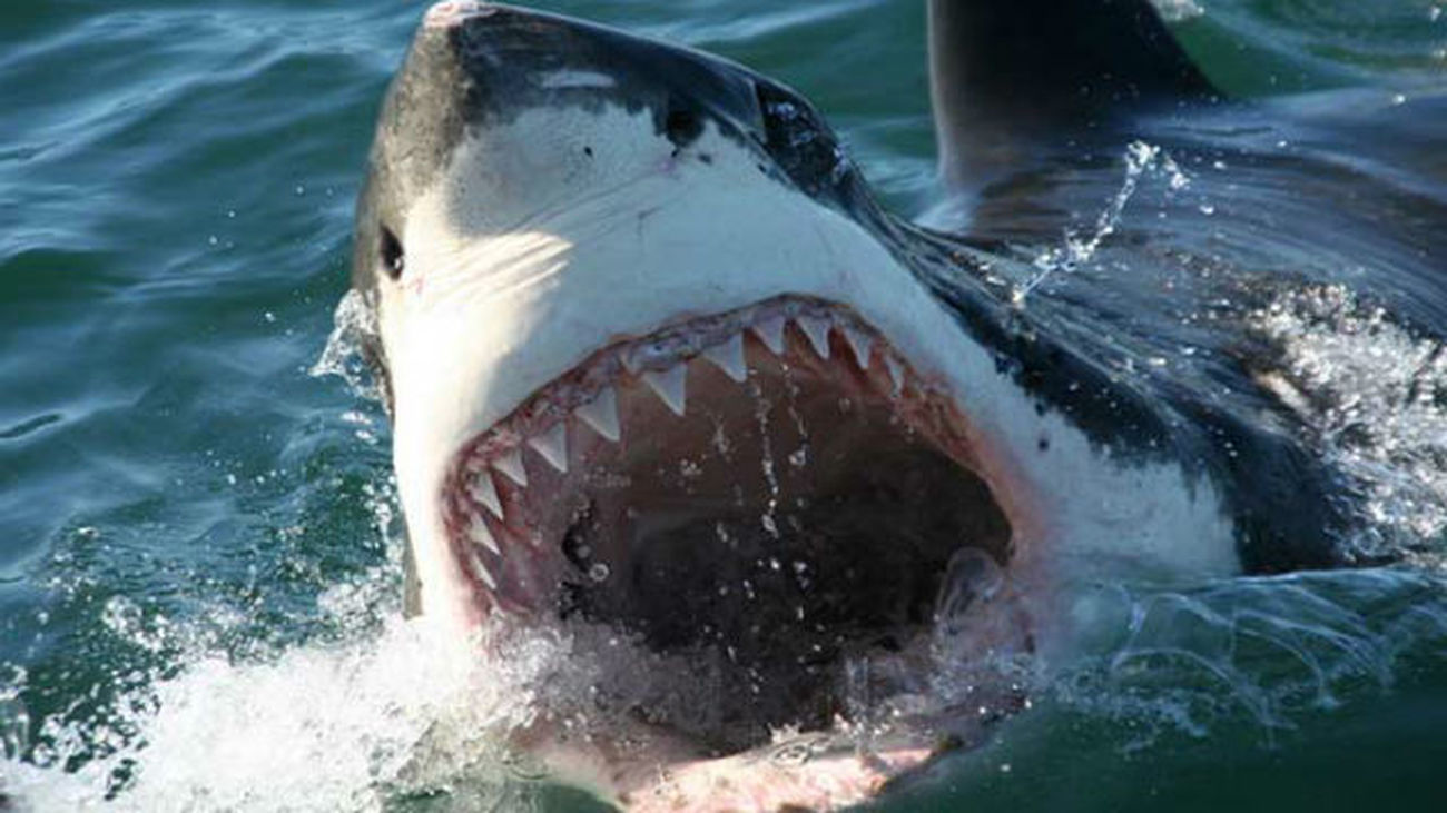 Hallan fósiles de un tiburón caníbal que se comía a sus crías hace 300 millones de años