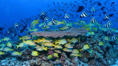 Obama establece en Hawai la mayor área protegida del mundo