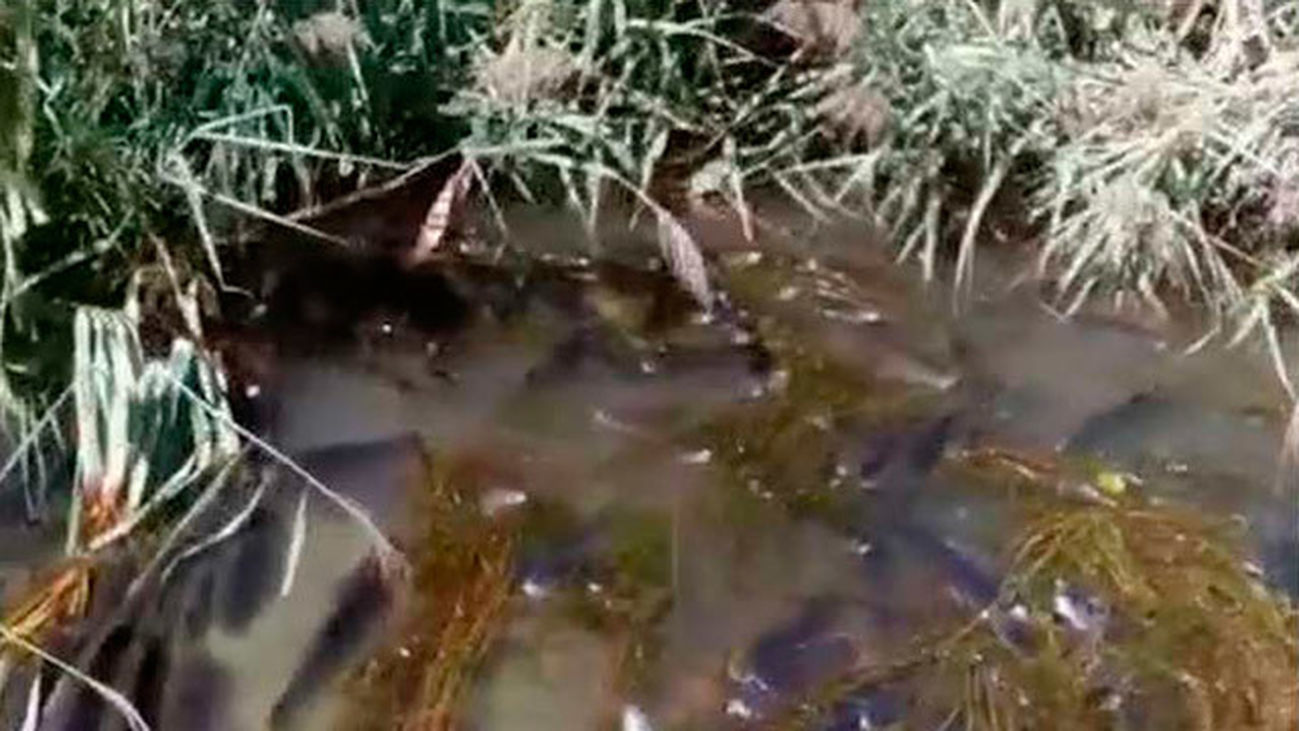 Descartan vertidos contaminantes al río Henares tras el incendio de Chiloeches