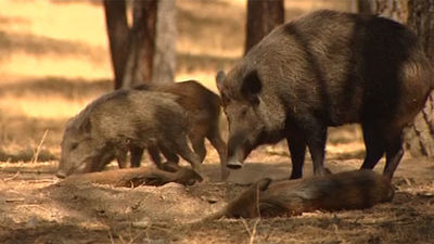 Invasión de jabalíes en El Pardo